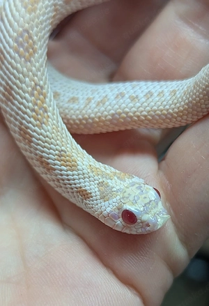 Superarctic Snow, Superarctic Albino het Axanthic - Heterodon nasicus Hakennasennatter
