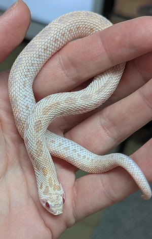 Superarctic Albino het Snow, Superarctic Albino Conda - Heterodon nasicus Hakennasennatter