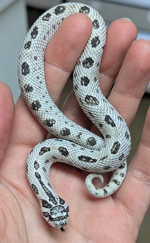 Superarctic Conda het Snow, Superarctic Albino het Axanthic - Heterodon nasicus Hakennasennatter