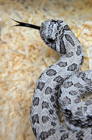 Arctic Axanthic het Albino - Hakennasennatter Heterodon nasicus