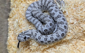 Arctic Axanthic het Albino - Hakennasennatter Heterodon nasicus