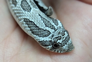 Arctic Axanthic Conda het Albino, Arctic Yeti, Superarctic Snow - Hakennasennatte