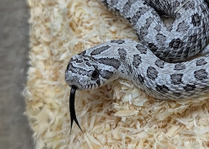 Arctic Axanthic Conda het Albino, Arctic Yeti, Superarctic Snow - Hakennasennatte