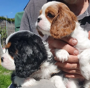 Cavalier-King-Charles-Spaniel-Welpen mit Ahnentafel VDH-VK