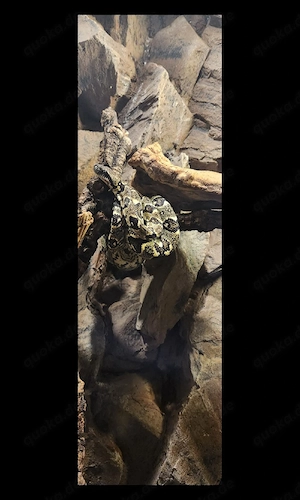 Sanzinia madagascariensis Boa