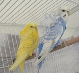 3 Hagoromo Wellensittiche + Großer Käfig (Trennbar) & Zubehör