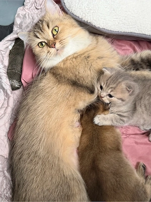 süße kitten suchen bald ein schönes zuhause 