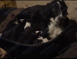 Liebevolle Border Collie - Cocker Spaniel Welpen