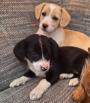 Zuckersüße Mischling Welpen 