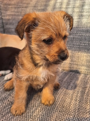 Zuckersüße Mischling Welpen  Bild 2