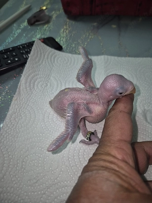 Halsbandsittich Nestjunge 