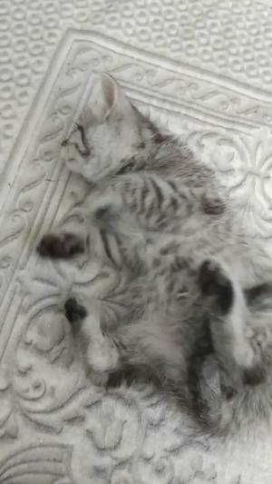 Liebe Kater siam mix bhk Bild 3