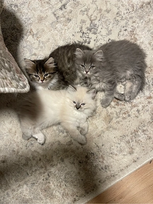 Siam-Perser Kätzchen