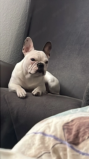 französische Bulldoggen hüdin sucht ab sofort ein neues zu hause 