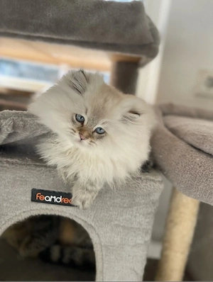 Süßer Kater Flavi sucht ein liebevolles Zuhause Bild 2