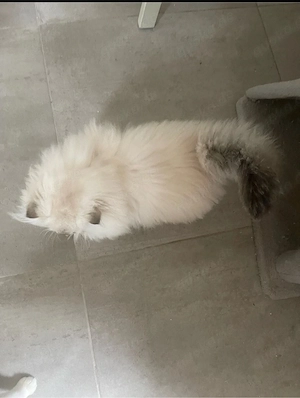 Süßer Kater Flavi sucht ein liebevolles Zuhause Bild 4