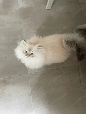 Süßer Kater Flavi sucht ein liebevolles Zuhause Bild 5