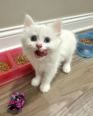 Ragdoll-Kätzchen. Ab Sonntag, dem 24. Mai, bereit für ihr neues Zuhause   bereits geimpft und tierär