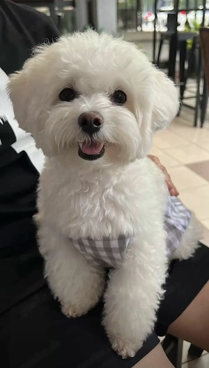 Hund           Bild 2