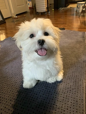 Hund           Bild 3