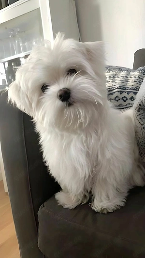 Hund           Bild 4