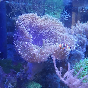 XXl Pilz mit kleinem lebendgestein Meerwasser 