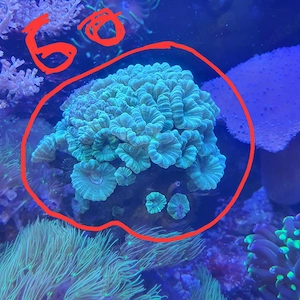 Meerwasser calaustrea 