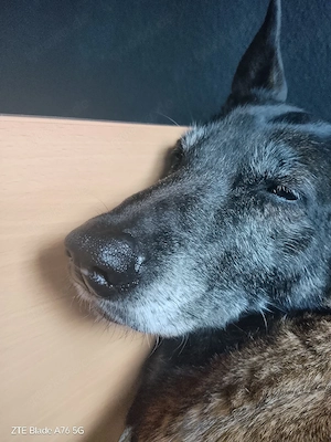 hund zu verkaufen Bild 5