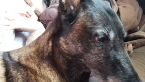 hund zu verkaufen Bild 2