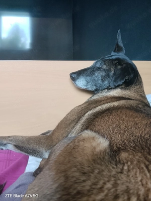 hund zu verkaufen Bild 4