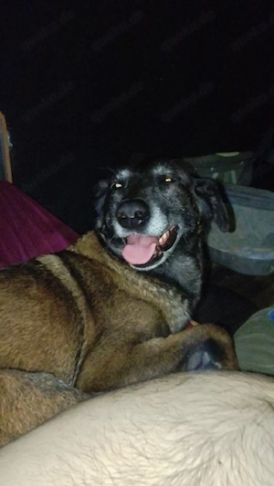 hund zu verkaufen Bild 3