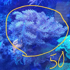 Meerwasser xl kenia baum 