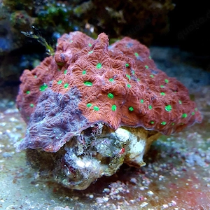 Meerwasser muttertier