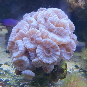 Meerwasser calaustrea 