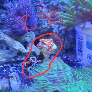 Meerwasser zoas 5polyp