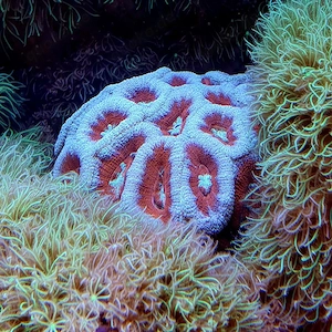 Meerwasser muttertier