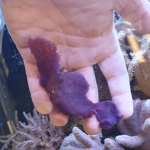 Meerwasser lila schwamm