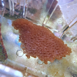 Meerwasser steinkoralle