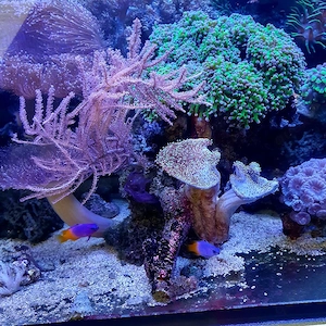 Meerwasser gramma loretto päärchen 