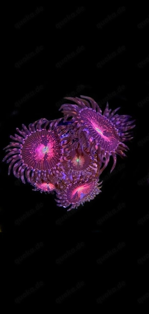 Meerwasser alien zoas 6 polyp 