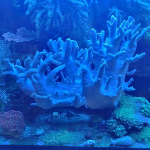 Meerwasser xxl Singularia mollis 