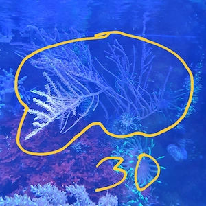 Meerwasser xl gorgonia 