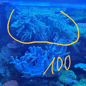 xxl Spaghetti koralle