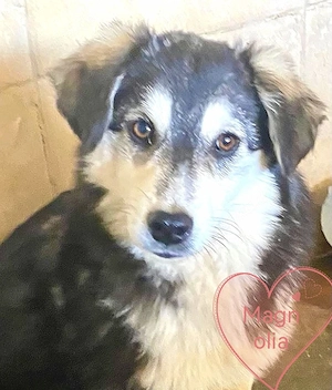 MAGNOLIA auf Körbchensuche