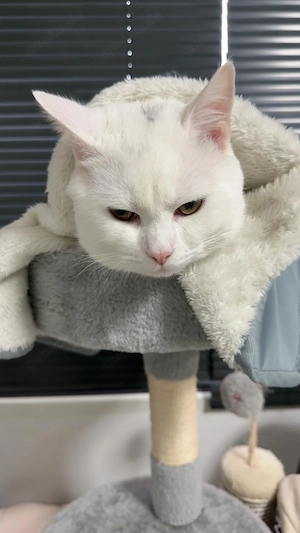 Kater sucht ein neues Zuhause