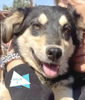 AVELINE sucht Familienanschluß 