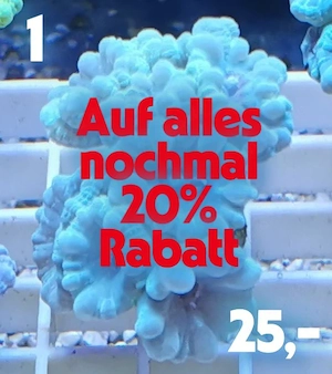 Meerwasser Korallen Ableger 