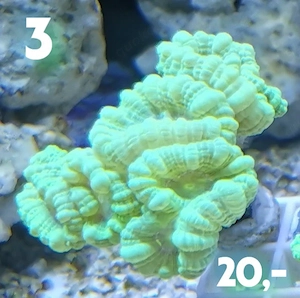 Meerwasser Korallen Ableger Bild 4