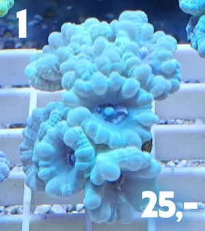 Meerwasser Korallen Ableger Bild 2