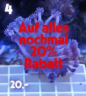 Meerwasser Korallen Ableger